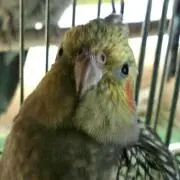 にまめ