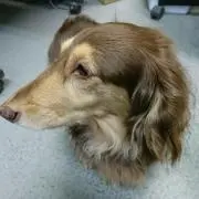 きたさんの画像