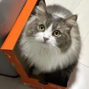スコにゃん(=^・ω・^=)