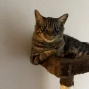 ダイキリの画像