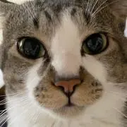 猫助 犬猫飼ってます。の画像