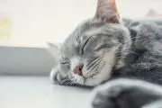 てら
