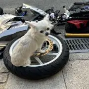 はんぺんの画像