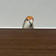 れんの画像