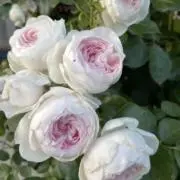xxxxRoseの画像