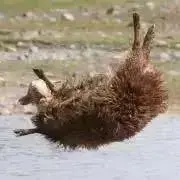 HUJIの画像
