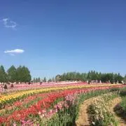 ハル