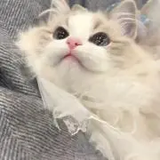 るにゃんの画像