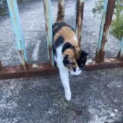 Mizukiの画像