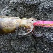 テンchanの画像