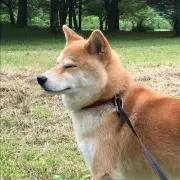 FURUの画像