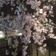 sakuraの画像