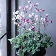 牡丹