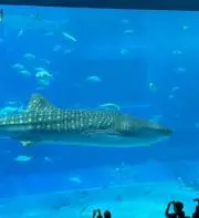 Sの画像