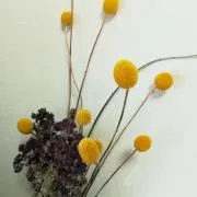みみ