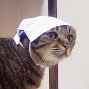 にゃんこ先生