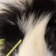 かずの画像