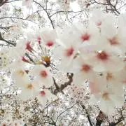 まるくる
