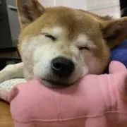 すぴのの画像