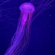 Allenの画像