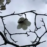 Ｓ.W.の画像