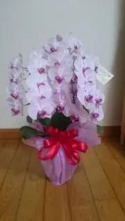 蚊の画像