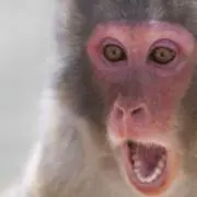おさるの画像