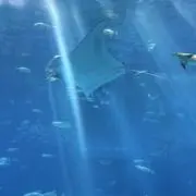 maariの画像