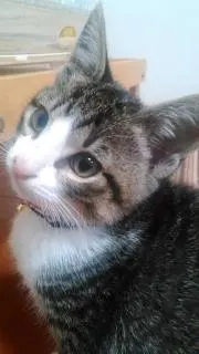 トイの画像