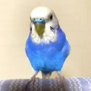占麻の画像