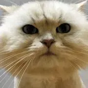 猫型　不定期販売　断捨離生活の画像