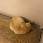 ふぬの画像