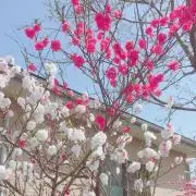 【値下げ中・ご相談承ります】はなの画像