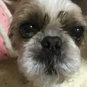 hakkiの画像