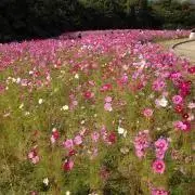 ゆきこの画像
