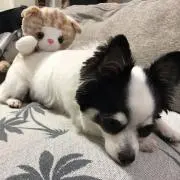 sawapyの画像