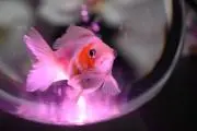 akariの画像