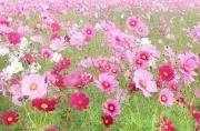 Y(*^^*)Yの画像