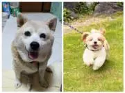 ⭐パピプペポポ⭐の画像