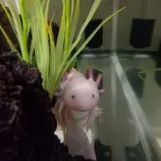 Munchの画像