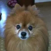 コバッチィ
