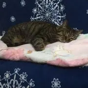 Image of PON