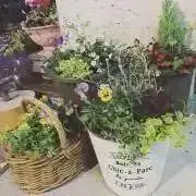 kokoの画像