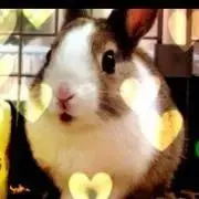 ももの画像
