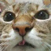 黒猫の画像