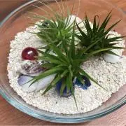 hanaの画像