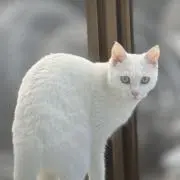 ハルン