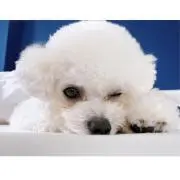 しなもんの画像