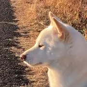 なつちゃんの画像
