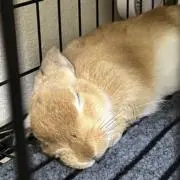 凛☆mama☆龍の画像